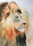 Kalahari lion